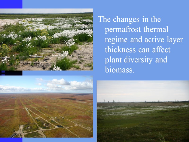 The changes in the permafrost thermal regime and active layer thickness can affect plant